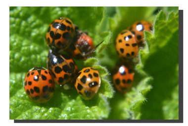 Ladybird 005. 18" x 12"