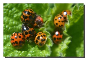 Ladybird 005. 24" x 16"