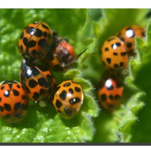 Ladybird 005. 24" x 16"