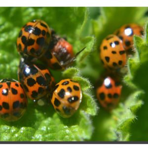 Ladybird 005. 30" x 20"