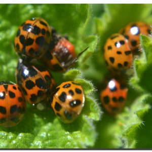 Ladybird 005. 60" x 40"