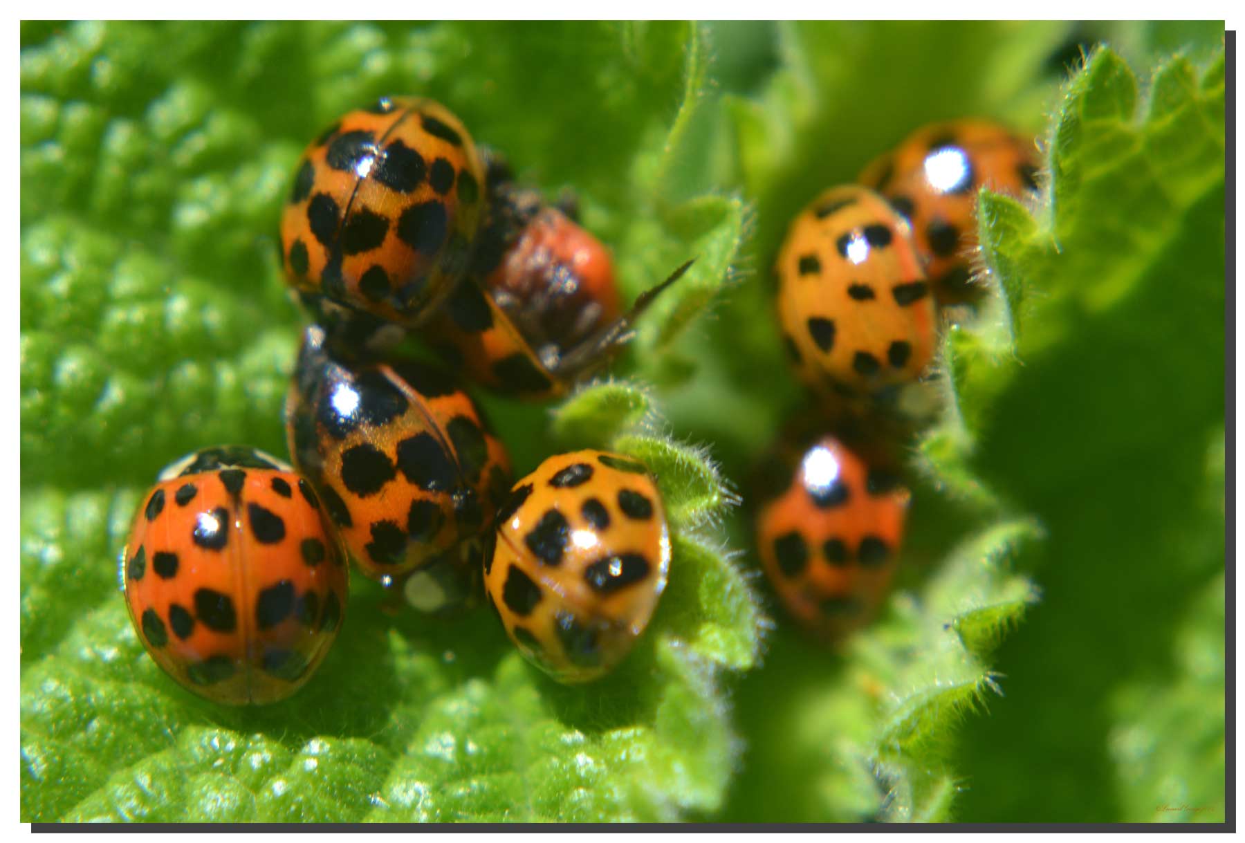 G_ladybird_005_60x40_DS Ladybird 005. 60" x 40"