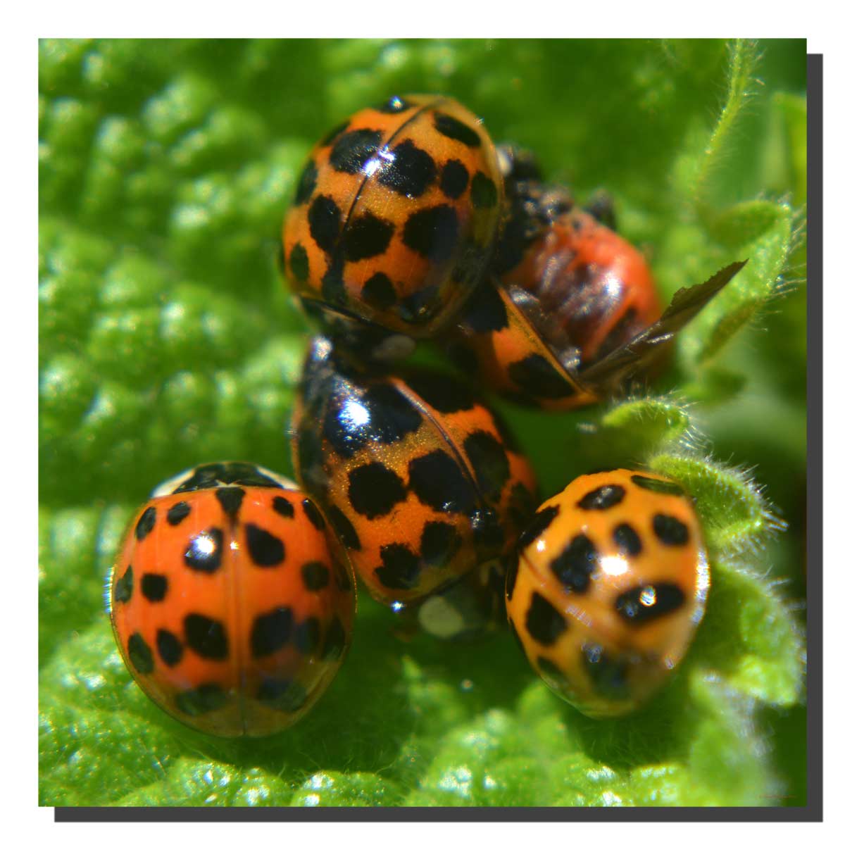 G_ladybird_007_20x20_DS Ladybird 007. 20" x 20"