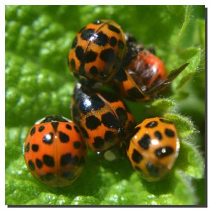 Ladybird 007. 40" x 40"