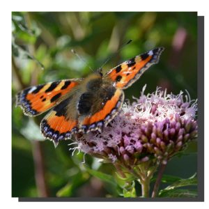 Small Tortoiseshell 001. 16" x 16"