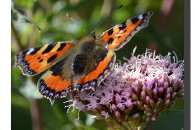 Small Tortoiseshell 001. 16" x 16"