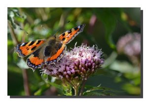 Small Tortoiseshell 001. 18" x 12"