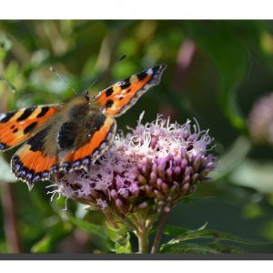 Small Tortoiseshell 001. 18" x 12"