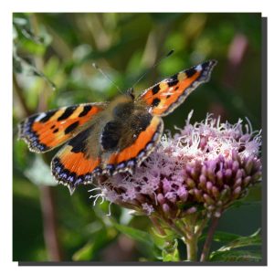 Small Tortoiseshell 001. 20" x 20"
