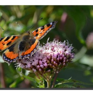 Small Tortoiseshell 001. 24" x 16"