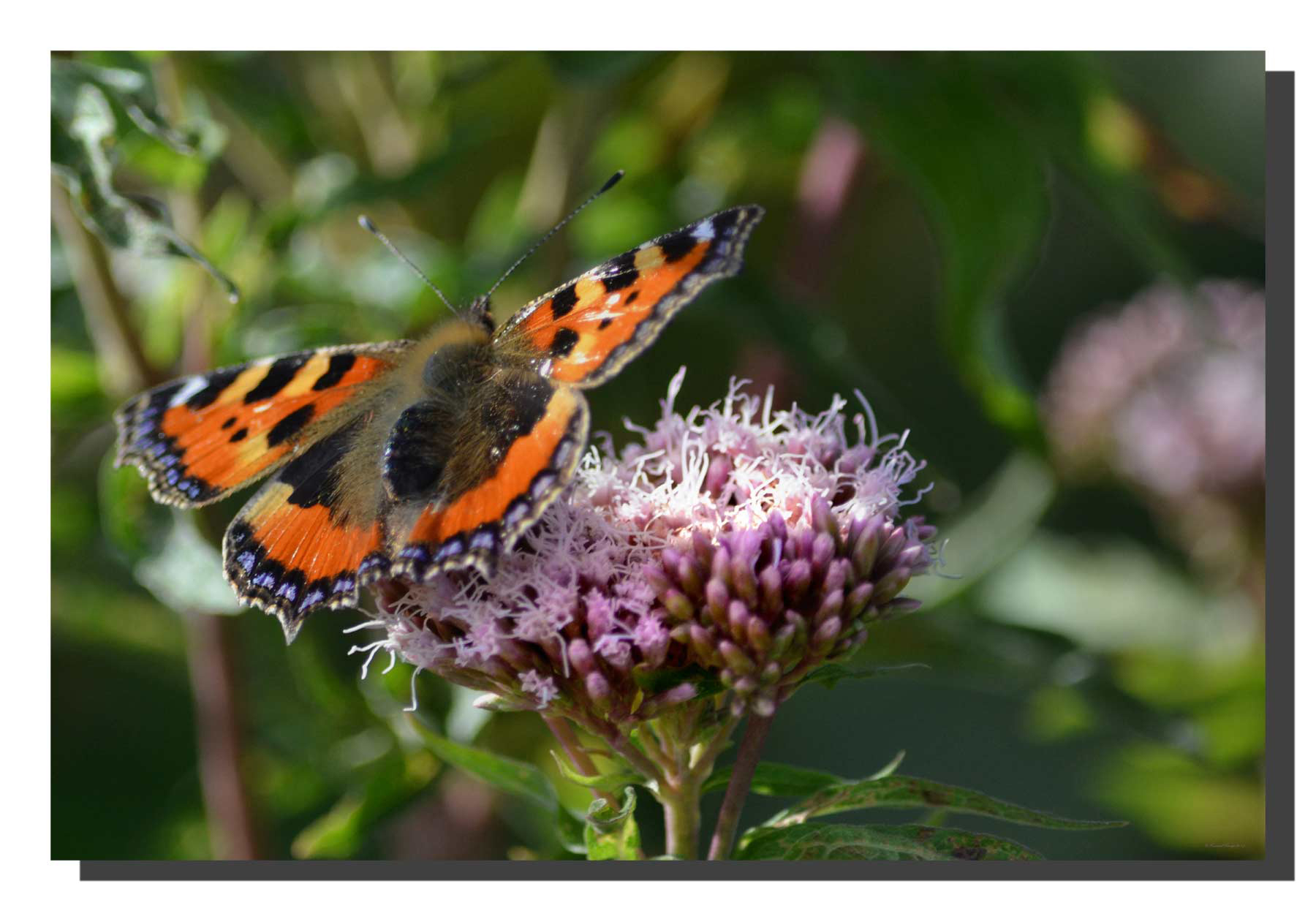 Small Tortoiseshell 001 Small Tortoiseshell 001. 24" x 16"