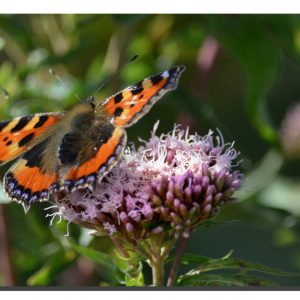 Small Tortoiseshell 001. 30" x 20"