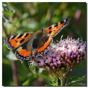 Small Tortoiseshell 001. 40" x 40"