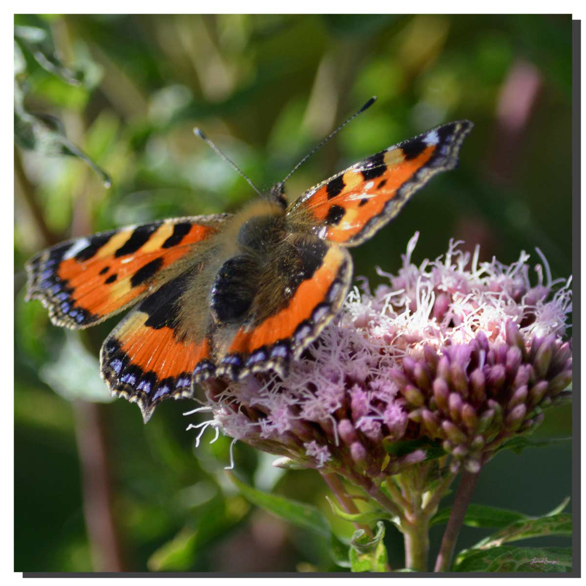 Small Tortoiseshell 001 Small Tortoiseshell 001. 40" x 40"