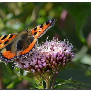 Small Tortoiseshell 001. 60" x 40"
