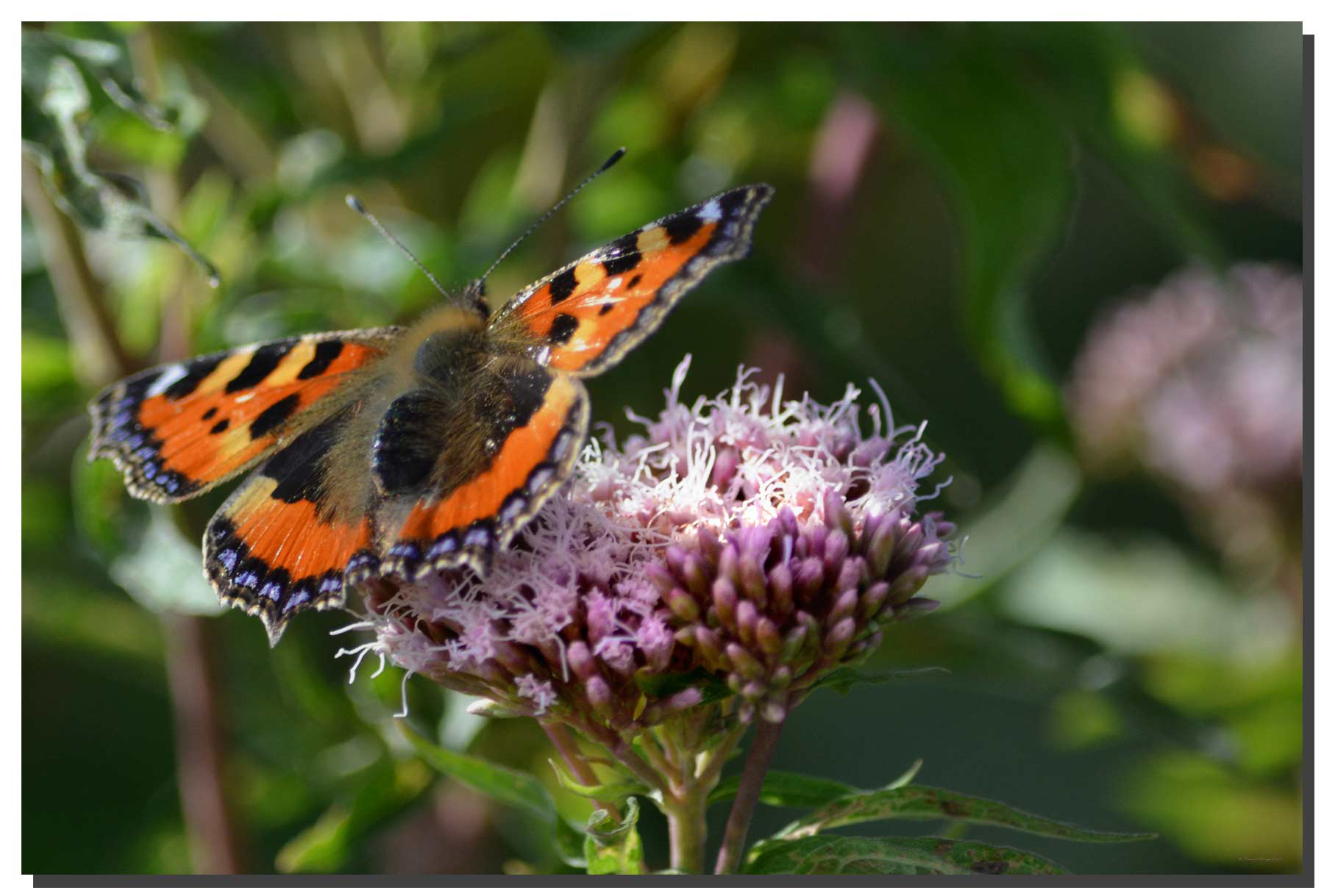 Small Tortoiseshell 001 Small Tortoiseshell 001. 60" x 40"
