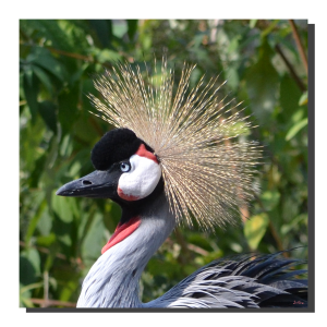 Grey Crowned Crane 03. 15" x 15"