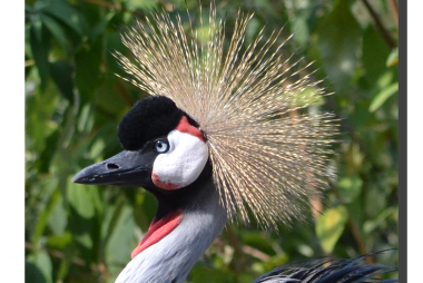 Grey Crowned Crane 03. 15" x 15"
