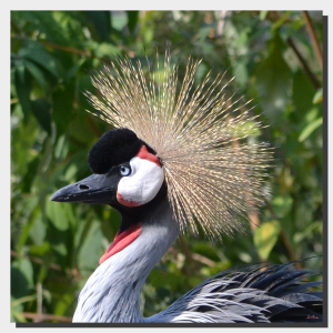 Grey Crowned Crane 03. 20" x 20"