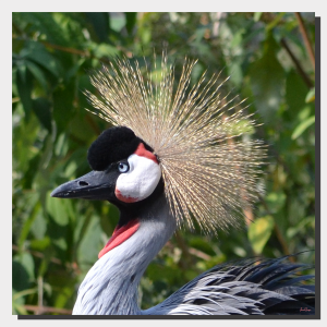 Grey Crowned Crane 03. 25" x 25"